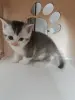 Шотландский малыши
