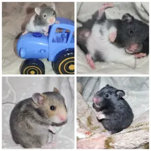 Сирийский хомяк 1 месяц