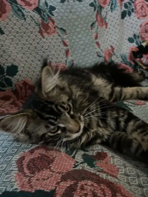 Котенок кот