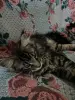 Котенок кот