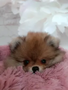 Щенки померанского шпица
