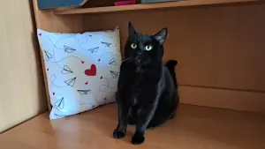 Кошечка даром