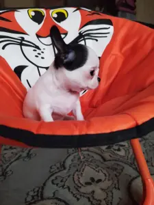 Мини мальчик чихуахуа