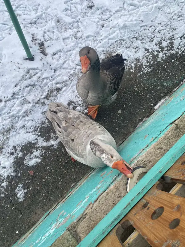 Продам гусей