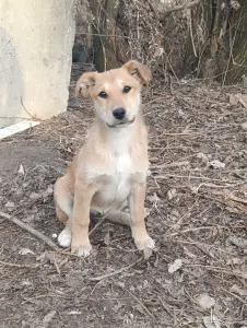 Щенок