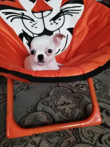 Мини мальчик чихуахуа