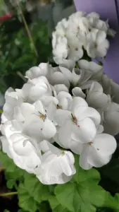 Герань белая сорт Albina,- молодое растение
