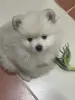Домашние животные