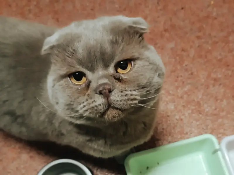 Василий - вислоухий лиловый кот