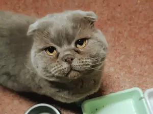 Василий - вислоухий лиловый кот