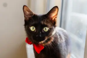 Юная черная кошечка Корни в дар