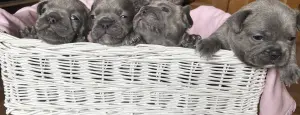Щенки французского бульдога