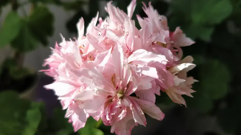 Герань звёздчатая (Cтеллар),- укоренённый кустик