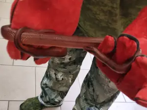 Змеи - Бамбуковые полоза