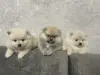 Домашние животные