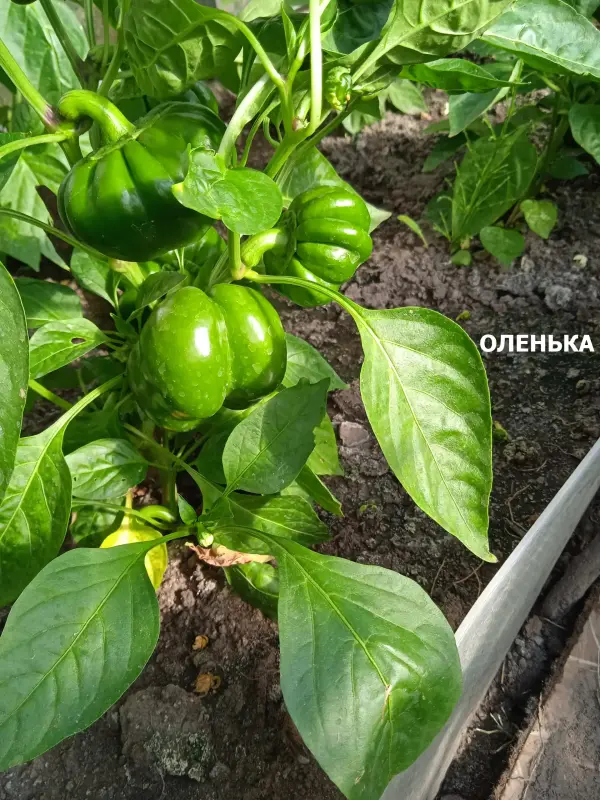 Продам сортовую рассаду перцев