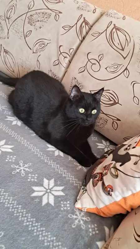 Кошечка даром