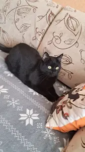 Кошечка даром