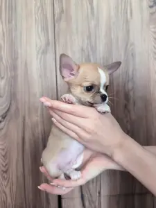 Щенки чихуахуа