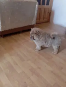 Чау-чау