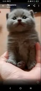 Британские котята бронирую
