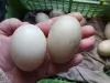 ЯЙЦА куриные  породных мясо-яичных птиц инкубац., яйца индоуток