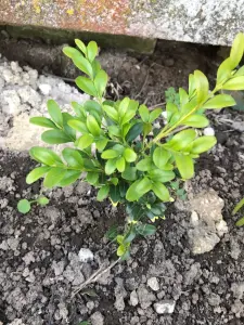 Саженцы самшита