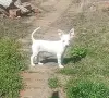 Чихуахуа