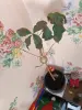 Кофейное дерево Coffee 85 см плодоносящий