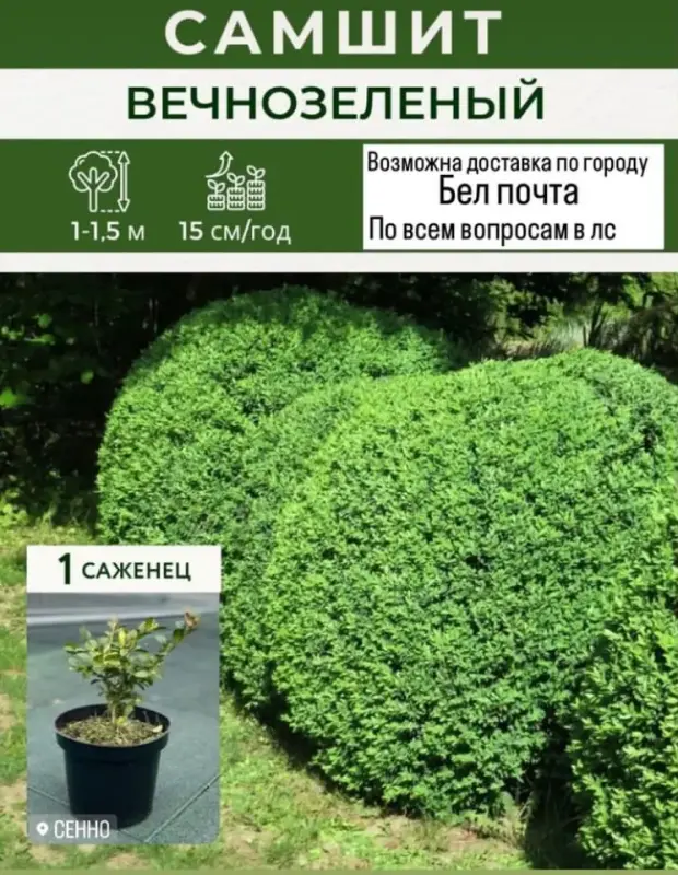 Саженцы самшита