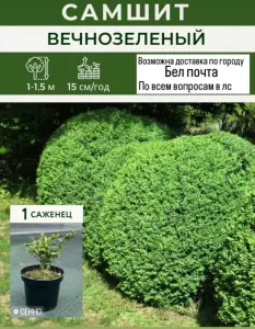 Саженцы самшита