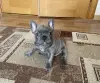 Щенок французского бульдога мальчик