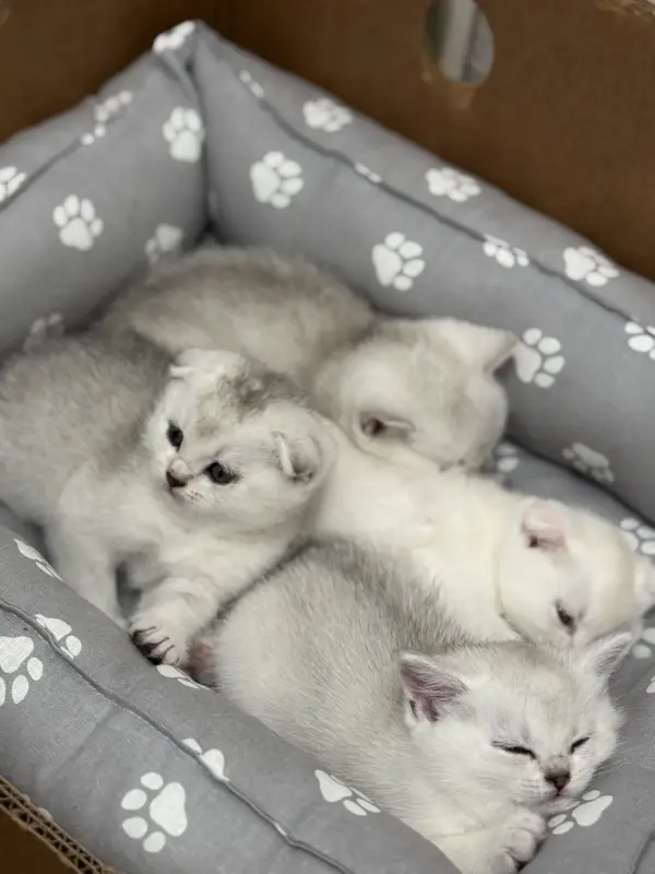 Шотландские котята
