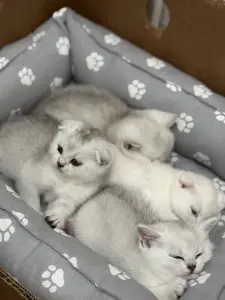 Шотландские котята