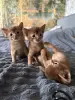 Абиссинские котята
