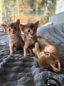Абиссинские котята