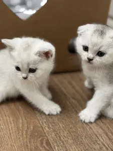 Шотландские котята