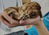 Кокер спаниель
