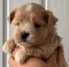 Мальтипу мальчик