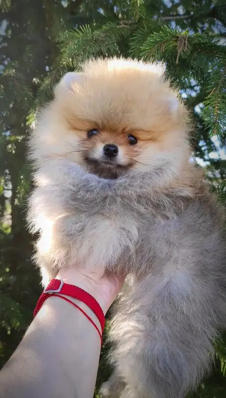 Померанский, шпиц. Миниатюрные мишки