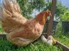 ЯЙЦА куриные  породных мясо-яичных птиц инкубац., яйца индоуток