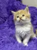Мейн-Кун чистокровные котята