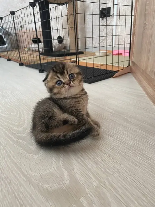 Шотландские котята