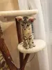 Ориентальный котенок
