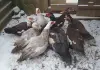 ЯЙЦА куриные  породных мясо-яичных птиц инкубац., яйца индоуток