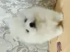 Девочки померанского шпица