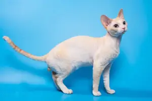 Кот Девон Рекс бесплатно