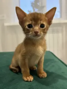 Абиссинские котята