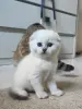 Шотландский вислоухий мальчик