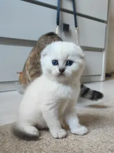 Шотландский вислоухий мальчик